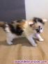 Fotos del anuncio: Maine coon 