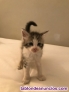 Fotos del anuncio: Maine coon