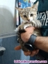 Fotos del anuncio: Regalo gatitos 