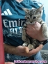 Fotos del anuncio: Regalo gatitos 