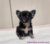 Fotos del anuncio: Adopcin! Los chihuahuas