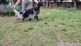 Fotos del anuncio: Setter ingles