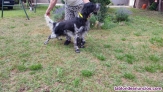 Fotos del anuncio: Setter ingles