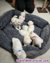 Fotos del anuncio: Preciosos cachorritos Bichon Maltes Toy