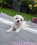 Fotos del anuncio: Preciosos cachorritos Bichon Maltes Toy