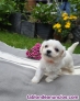 Fotos del anuncio: Preciosos cachorritos Bichon Maltes Toy
