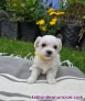 Fotos del anuncio: Preciosos cachorritos Bichon Maltes Toy