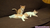 Fotos del anuncio: Adopcin gatitos 1 mes y medio entre particulares 
