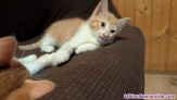 Fotos del anuncio: Adopcin gatitos 1 mes y medio entre particulares 