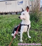 Fotos del anuncio: Perrita joven