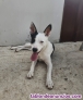 Fotos del anuncio: Perrita joven