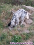 Fotos del anuncio: Regalo perra setter