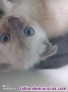 Fotos del anuncio: Gatitos buscan familia