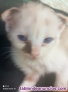 Fotos del anuncio: Gatitos buscan familia