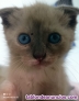Fotos del anuncio: Gatitos buscan familia