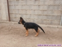 Fotos del anuncio: Disponible cachorro de pastor aleman 4 meses