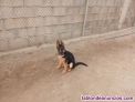 Fotos del anuncio: Disponible cachorro de pastor aleman 4 meses