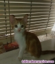 Fotos del anuncio: Se regalan preciosos gatitos