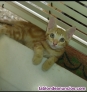 Fotos del anuncio: Se regalan preciosos gatitos