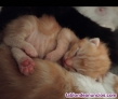 Fotos del anuncio: Se regalan preciosos gatitos