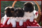 Fotos del anuncio: Cachorros de Akita Americano