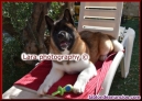 Fotos del anuncio: Cachorros de Akita Americano