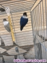 Fotos del anuncio: Agapornis con jaula