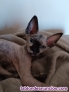 Fotos del anuncio: Donacin de gata egipcia