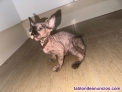 Fotos del anuncio: Donacin de gata egipcia