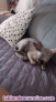 Fotos del anuncio: Donacin de gata egipcia