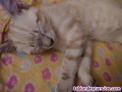 Gatitos 