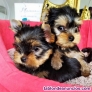 Fotos del anuncio: Regalo yorkshire mini cachorros