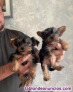Fotos del anuncio: Regalo yorkshire mini cachorros