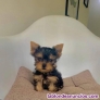 Fotos del anuncio: Regalo yorkshire mini cachorros