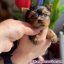 Fotos del anuncio: Regalo yorkshire mini cachorros