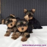 Fotos del anuncio: Regalo cachorros de yorkshire mini toy (+34 632 25 19 18)