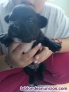 Fotos del anuncio: Vendo bulldog francs 