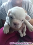Fotos del anuncio: Vendo bulldog francs 