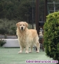 Fotos del anuncio: Golden Retriever busca novia