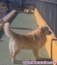Fotos del anuncio: Golden Retriever busca novia