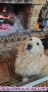 Fotos del anuncio: Golden Retriever busca novia