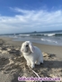 Fotos del anuncio: Regalo 