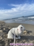 Fotos del anuncio: Regalo 