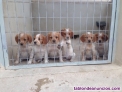 Fotos del anuncio: Cachorros/as Epagneul Bretn 