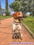 Fotos del anuncio: Cachorros/as Epagneul Bretn 