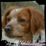Fotos del anuncio: Cachorros/as Epagneul Bretn 