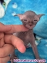 Fotos del anuncio: Gatito esfinge machos y hembra 