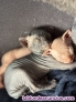Fotos del anuncio: Gatito esfinge machos y hembra 