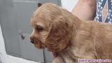 Fotos del anuncio: Cocker spaniel cachorros,652325877