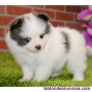 Fotos del anuncio: Regalo Cachorros de Pomerania ya disponible +34 613 33 5959